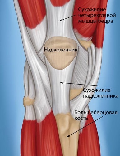 Четырехглавая Мышца Бедра Где Находится Фото